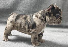 They then create a rare, low maintenance dog. French Bulldog Merle And Rare Colors Home Facebook