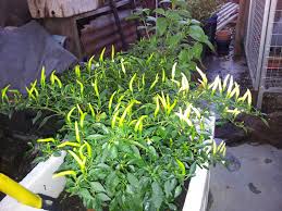 Jom tanam kacang bendi agro malaysia. Complete Fertilizer Plant Baja Lengkap Mk 1 Hight Quality Safe