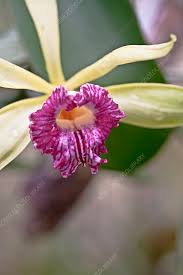 Image result for Vanilla imperialis