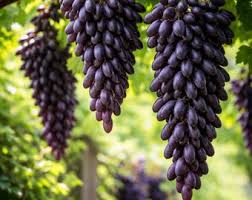 Image result for Pouteria pseudoracemosa