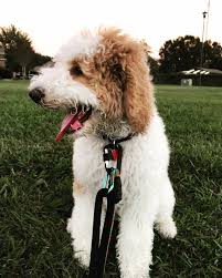 We welcome families to come and see our beautiful. Simon A Apricot And White Parti Standard Poodle Puppy From Emerald Coast Breeders Poodle Puppy Standard Poodle Puppy Puppies