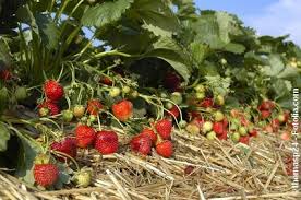 L Entretien Des Petits Fruits Rouges En Hiver Entretien Fraisier Fruit Hiver Entretien Framboisier
