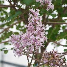 Image result for Syringa meyeri ´Palibin