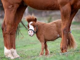 40 amazing pictures of animals in rain. 39 Mini Horses You Don T Want Your Kids To See Bored Panda