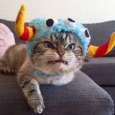 Loki On Twitter Funny Cat Pictures Cute Cats Funny Cats