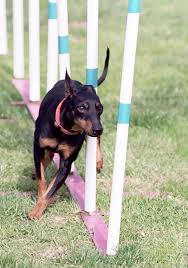 Finding the right manchester terrier puppy can be dog gone hard work. Toy Manchester Terrier Wikipedia