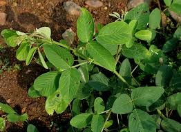 Image result for Uraria picta