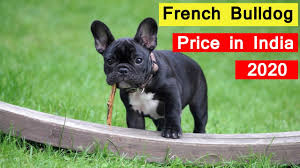 Here we have 6 stunning french bulldogs 4 boys 2 girls 2 blue 4 merles these puppies are a incredible litter with some outstanding colours in them,may carry issabella dna. French Bulldog Price In India 2020 In Hindi Youtube