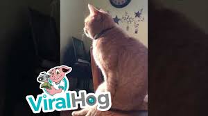 Jun 29, 2021 · feeding your cat well doesn't necessarily need to break the bank. Hilarious Cat Sits On The Table Youtube