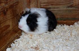 Beautiful baby guinea pigs, 3 girls and 4 boys. Cute Long Haired Baby Guinea Pig Ready Now Boy Robertsbridge East Sussex Pets4homes