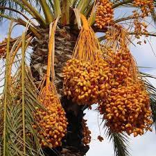 Southwest June Garden To Do List Finegardening Dates Tree Fruit Trees Palm Trees