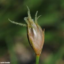 Image result for Abildgaardia ovata