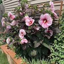 Image result for Hibiscus kirkii