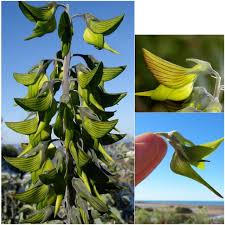 Image result for Crotalaria filicaulis