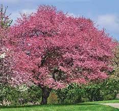 I am pleased with the tree. Flowering Crabapple Tree Radiant De Groot Inc Perennials Daylilies Fruits Vegetables Shrubs Bulbs