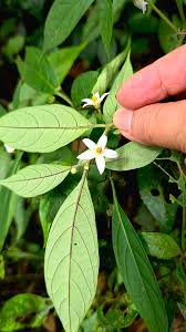 Image result for Lycium schizocalyx