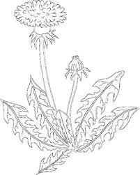 Have You Picked A Dandelion Today Flower Coloring Pages Dandelion Drawing Coloring Pages