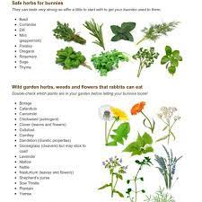 The most traditional and popular method for consuming the flowers is to fry them, which gives them a crispy exterior. Pinterest Pet Bunny Rabbits Rabbit Care Bunny Care