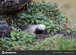 Ferret In Nature Habitat Stock Photo By C Ebfoto 134190668
