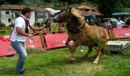 Cuquín' vence en el concurso de arrastre por caballos de Villa