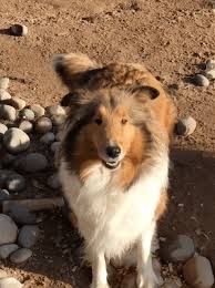 We've been blessed with the ability to provide collie lovers in florida with loving puppies to their families. Crown Thistle Collies Michigan Collie Pups For Sale