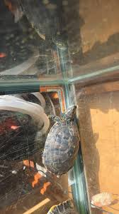 ❗️❗️Slider Turtles ❗️❗️ They are around 4-5 years old Message me for more  information located in Paradise ￼MT helping a friend rehome them.
