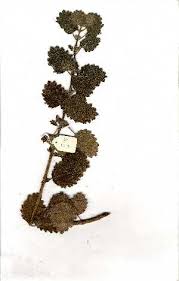 Image result for Obetia tenax