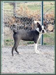 Visit us now to find your dog. Spanky S Boston Terrier Puppies For Sale Start With Awesome Boston Terrier Moms