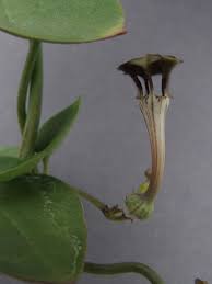 Image result for Ceropegia rendallii