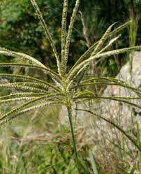 Image result for Eustachys paspaloides