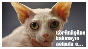 En Dost Canlisi Kedi Onlar