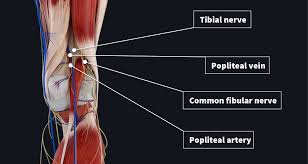 I had over 600 muscles from which to choose when i first. The Popliteal Fossa Complete Anatomy