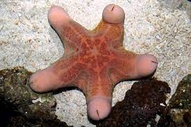Porn starfish