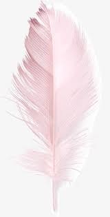 A collection of the top 38 feather wallpapers and backgrounds available for download for free. Pink Feather Feather Clipart Pink Feather Png Transparent Clipart Image And Psd File For Free Download Pink Flowers Wallpaper Pink Wallpaper Iphone Feather Wallpaper