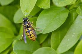 How bees use flower surfaces. How Is Bees And Flowers An Example Of Mutualism Backyard Bee Bee Keeping Bee Pollen