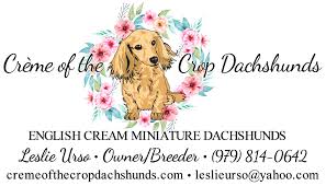 The mother is a lab. English Cream Miniature Dachshund Puppies Creme Of The Crop Dachshunds Breeder Franklin Texas