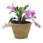 If so you watered your cactus too much and you're probably too late. Limp Christmas Cactus What Causes Wilted Or Limp Christmas Cactus Branches