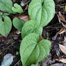 Image result for Dioscorea cochleari-apiculata