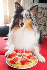Birthday Surprise Sheltie Rough Collie Collie