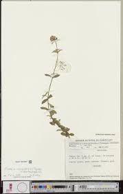 Image result for Dissotis congolensis