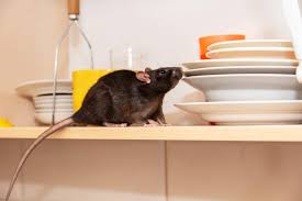 10 Cleaning Habits That Attract Rodents to Your House | The Home Team