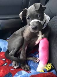 Zionsville nonprofit helping abused puppy recover after suffering multiple