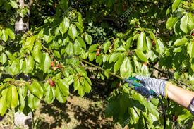 Spraying Fruit Tree With Homemade Organic Pesticide Or Insecticide Stock Photo Picture And Royalty Free Image Image 148650975