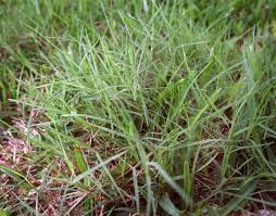 Which Grass Is Best For You It All Depends Different Types Of Grass Types Of Grass Growing Grass