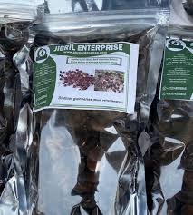 Image result for Dialium guineense