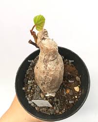 Image result for Phyllanthus martinii