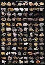 Image Result For Ball Python Morph Chart Breeding Ball