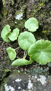 Image result for Umbilicus botryoides