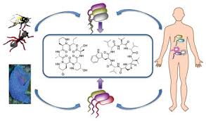 In order to do that, you need to keep bugs and termites outside. Symbiosis Inspired Approaches To Antibiotic Discovery Abstract Europe Pmc