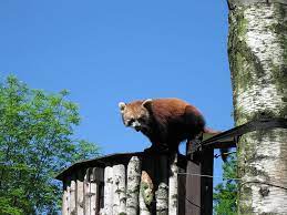V naší nabídce naleznete vše, co udělá radost vašim mazlíčkům i vám. File Zoo Ostrava Panda Cervena Cerven 2010 1 Jpg Wikimedia Commons